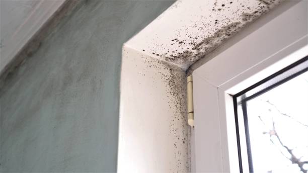 Best Attic Mold Removal  in Dano, CO