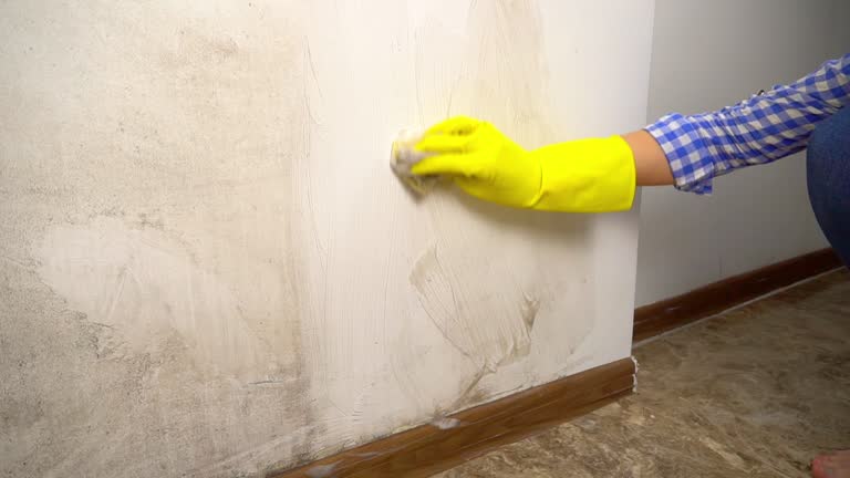 Best Industrial Mold Remediation  in Dano, CO