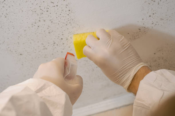 Best Basement Mold Removal  in Dano, CO