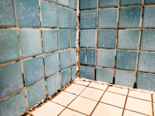 Mold Remediation for Vacation Homes in Dacono, CO
