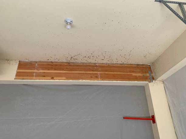 Best Forensic Mold Investigation  in Dano, CO