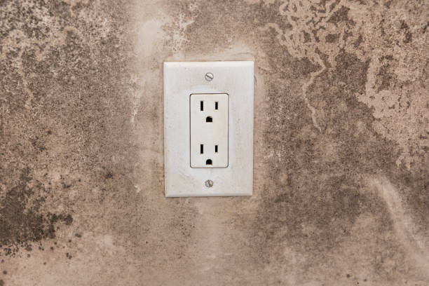 Best Mold Remediation for Rental Properties  in Dano, CO