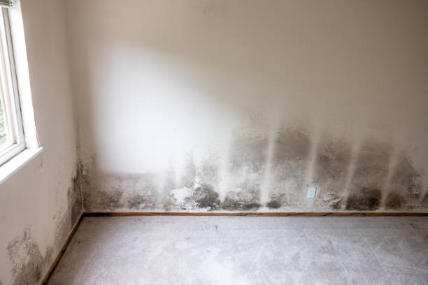 Best Environmental Consulting for Mold Prevention  in Dano, CO