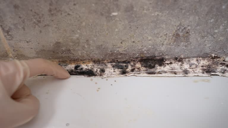 Best Commercial Mold Inspection  in Dano, CO