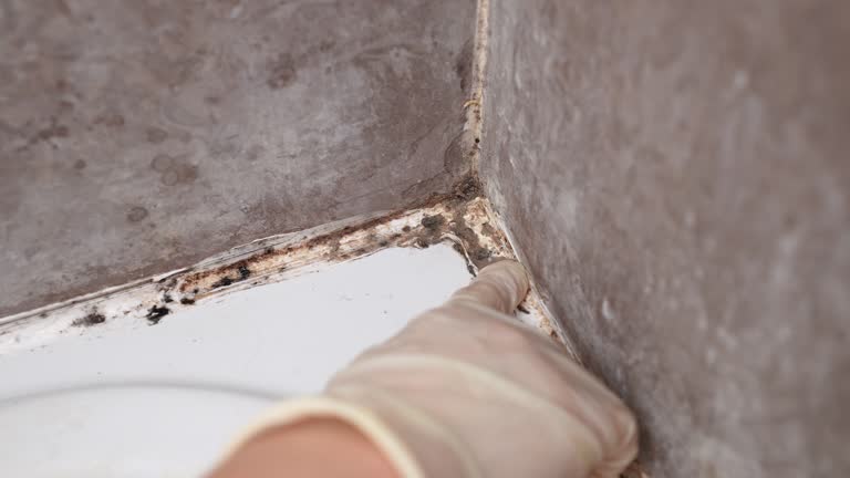Best Emergency Mold Remediation  in Dano, CO